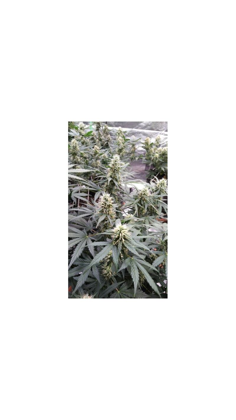 Super Auto Kush, Фасовка: 5, изображение 2